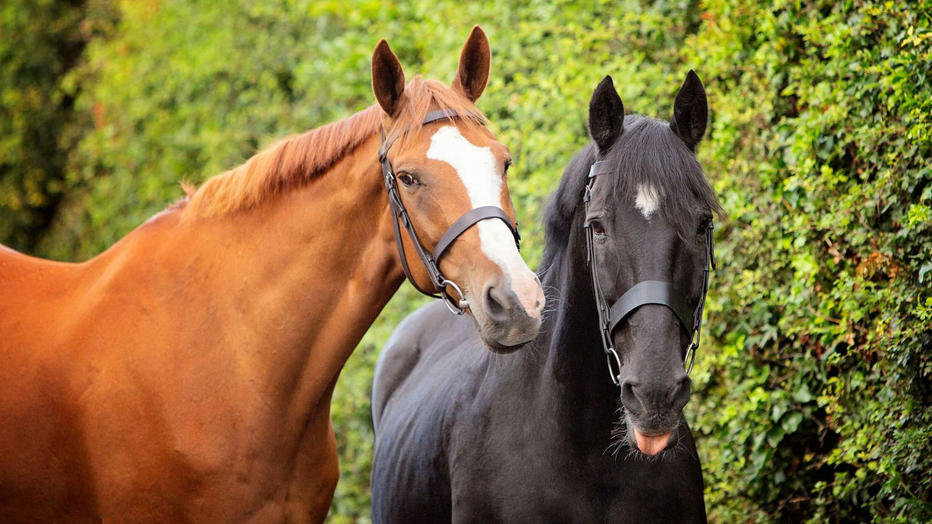 Cavalor Sale Store -Cavalor Sale Store equine supplements banner 1